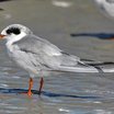 Forster's Tern